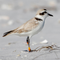 Snowy Plover